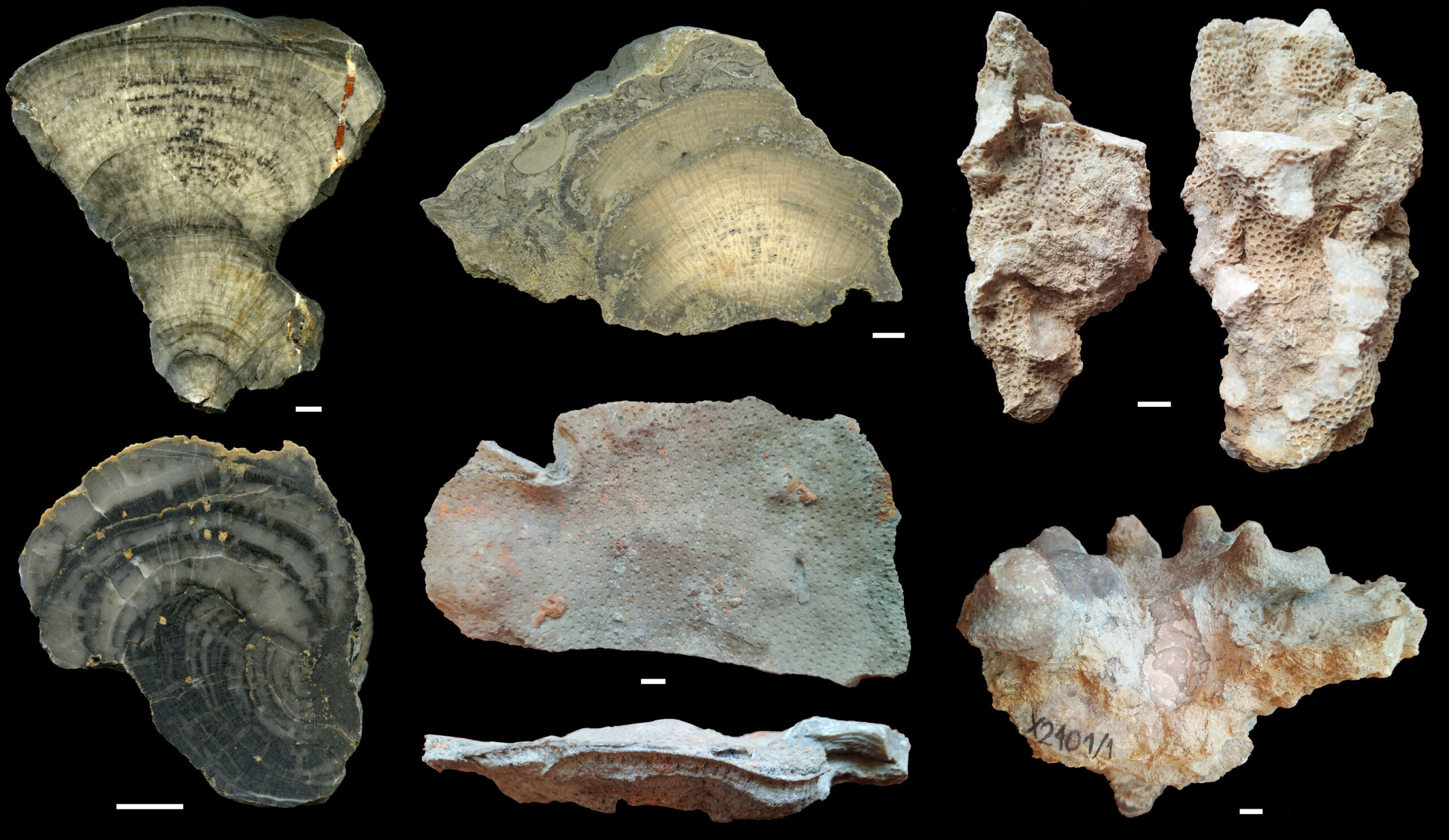 Paleoekologia heliolitidów a przyszłość raf koralowych – referat
